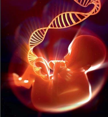 Photo d'un embryon avec un cordon en forme d'ADN