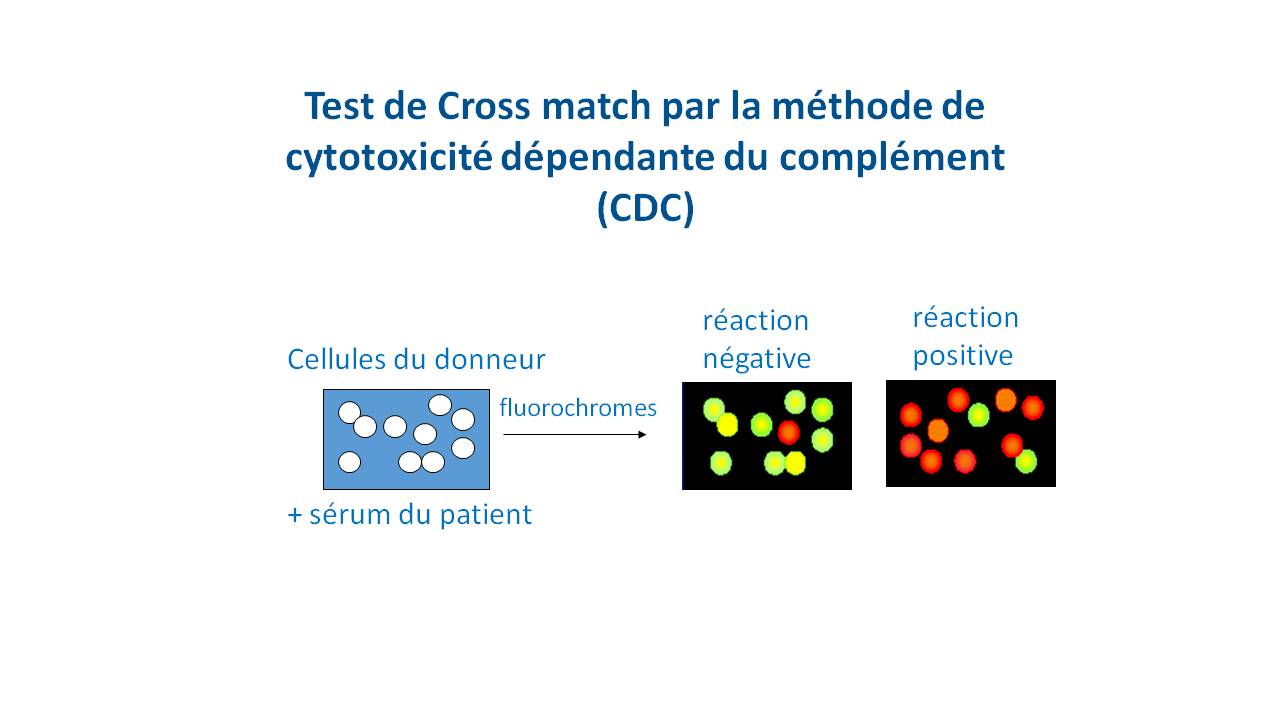 test de cross match