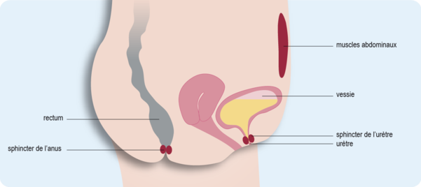 coupe sagittale de l'appareil urinaire féminin