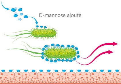 Paroi de la vessie avec D-mannose ajouté