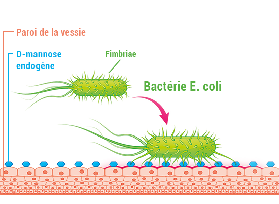 sc^héma de la paroi de la vessie avec la bactérie E. coli