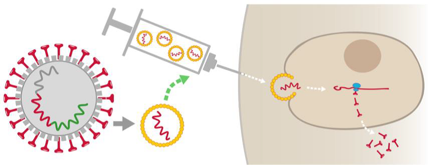 dessin schématique d'une seringue injectant le vaccin anti-Covid dans le corps humain